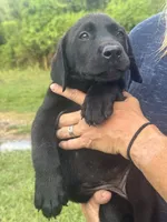 Daphne, a female Labrador Retriever for sale in Brazoria, TX – 3 of 3