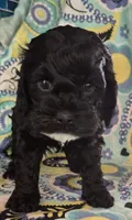 Oreo, a male Cockapoo and Poodle - Miniature  for sale in Tallassee, AL – 1 of 5