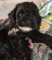 Oreo, a male Cockapoo and Poodle - Miniature  for sale in Tallassee, AL – 4 of 5
