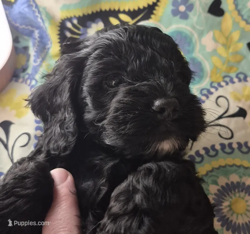Rocket – Cockapoo, Poodle - Miniature  puppy for sale in Tallassee, AL
