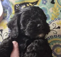 Rocket, a male Cockapoo and Poodle - Miniature  for sale in Tallassee, AL – 1 of 4