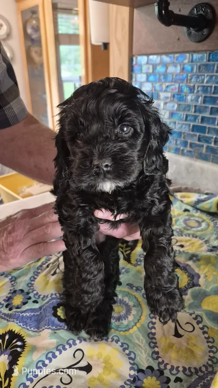  Coal – Cockapoo, Poodle - Miniature  puppy for sale in Tallassee, AL