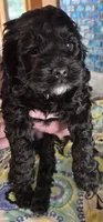 Rocket, a male Cockapoo and Poodle - Miniature  for sale in Tallassee, AL – 3 of 4