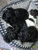 Oreo, a male Cockapoo and Poodle - Miniature  for sale in Tallassee, AL – 3 of 5