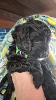  Coal, a male Cockapoo and Poodle - Miniature  for sale in Tallassee, AL – 3 of 4