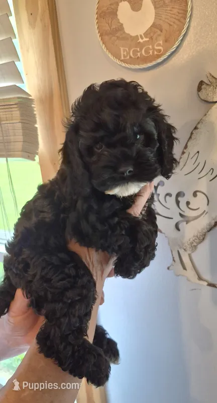 Oreo – Cockapoo, Poodle - Miniature  puppy for sale in Tallassee, AL