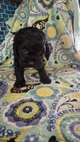 Oreo, a male Cockapoo and Poodle - Miniature  for sale in Tallassee, AL – 5 of 5