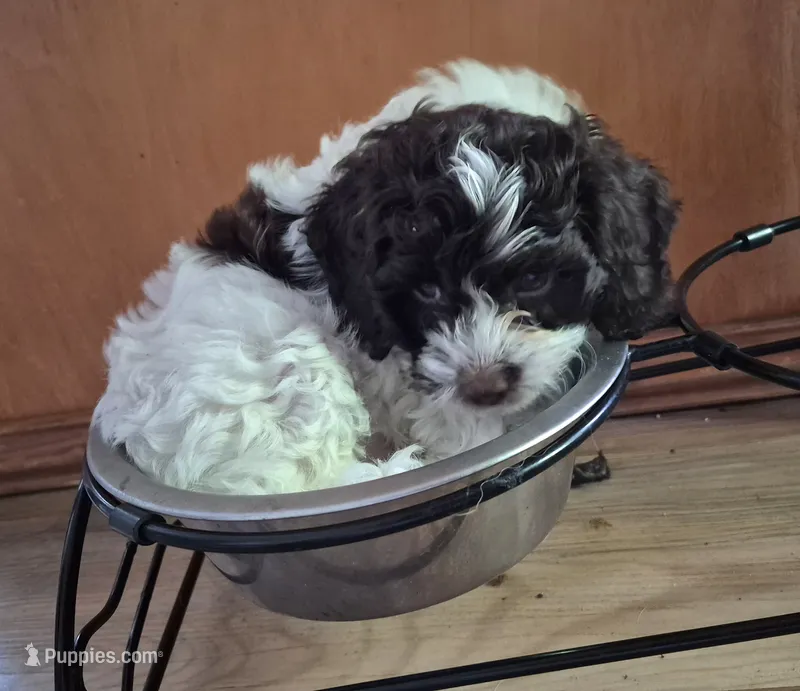 Patches – Cockapoo, Poodle - Miniature  puppy for sale in Tallassee, AL