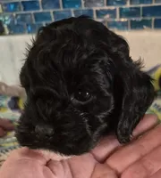 Oreo, a male Cockapoo and Poodle - Miniature  for sale in Tallassee, AL – 2 of 5