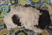 Patches, a male Cockapoo and Poodle - Miniature  for sale in Tallassee, AL – 5 of 6