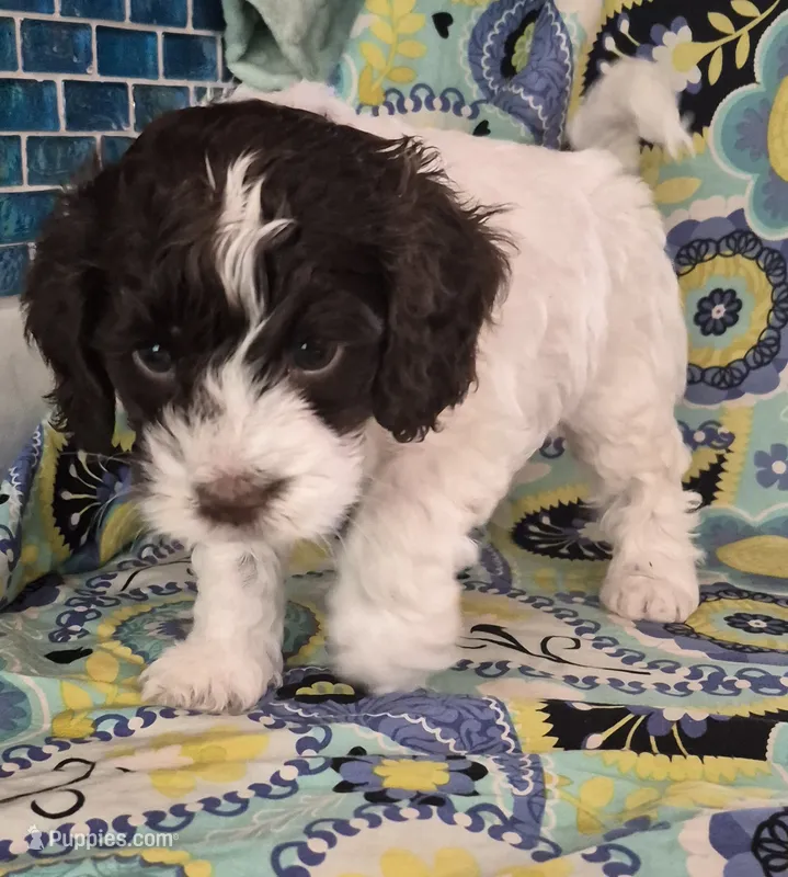Patches – Cockapoo, Poodle - Miniature  puppy for sale in Tallassee, AL