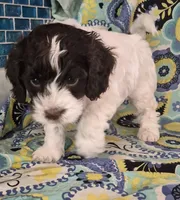 Patches, a male Cockapoo and Poodle - Miniature  for sale in Tallassee, AL – 1 of 6
