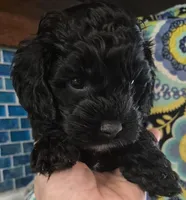  Coal, a male Cockapoo and Poodle - Miniature  for sale in Tallassee, AL – 1 of 4