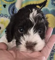 Patches, a male Cockapoo and Poodle - Miniature  for sale in Tallassee, AL – 3 of 6
