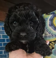  Coal, a male Cockapoo and Poodle - Miniature  for sale in Tallassee, AL – 4 of 4