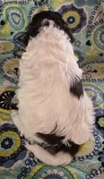 Patches, a male Cockapoo and Poodle - Miniature  for sale in Tallassee, AL – 4 of 6