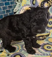  Coal, a male Cockapoo and Poodle - Miniature  for sale in Tallassee, AL – 2 of 4