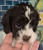 Patches, a male Cockapoo and Poodle - Miniature  for sale in Tallassee, AL – 2 of 6