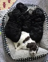 Patches, a male Cockapoo and Poodle - Miniature  for sale in Tallassee, AL – 6 of 6