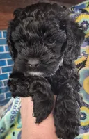 Rocket, a male Cockapoo and Poodle - Miniature  for sale in Tallassee, AL – 2 of 4