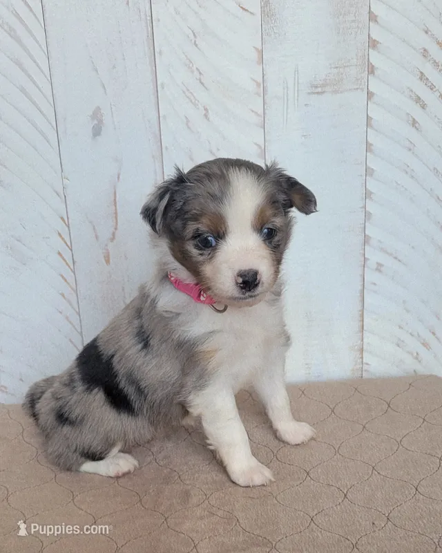 Lilly – Miniature Australian Shepherd puppy for sale in Hayfield, MN