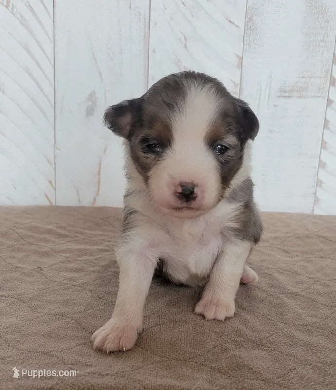 Lilly – Miniature Australian Shepherd puppy for sale in Hayfield, MN