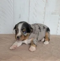 Dodger, a male Miniature Australian Shepherd for sale in Hayfield, MN – 4 of 4