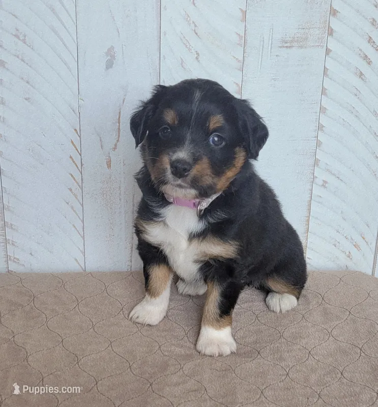 Violet  – Miniature Australian Shepherd puppy for sale in Hayfield, MN