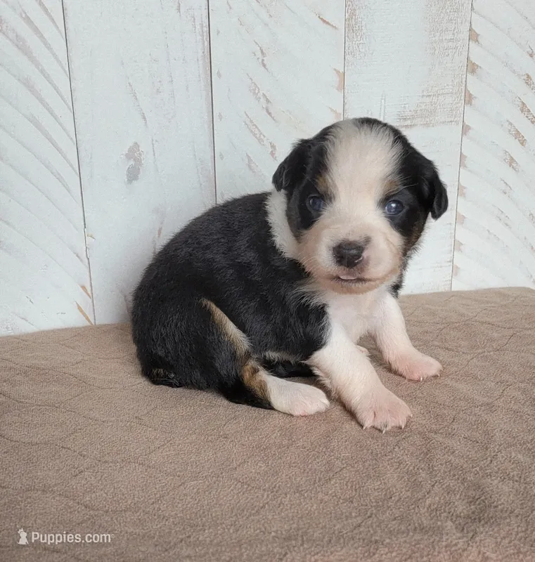 Daisy – Miniature Australian Shepherd puppy for sale in Hayfield, MN