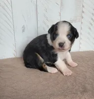 Daisy, a female Miniature Australian Shepherd for sale in Hayfield, MN – 1 of 4