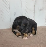 Iris, a female Miniature Australian Shepherd for sale in Hayfield, MN – 2 of 4