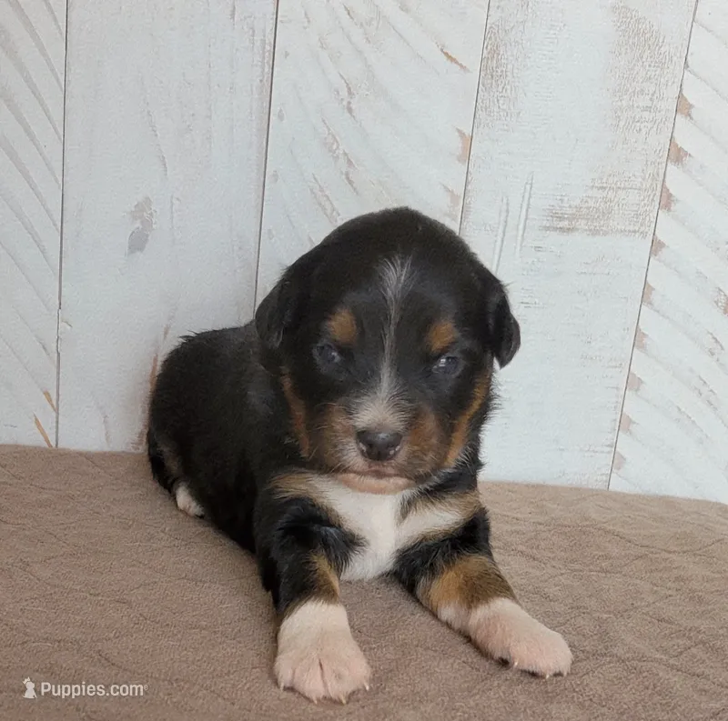 Violet  – Miniature Australian Shepherd puppy for sale in Hayfield, MN