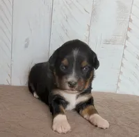 Violet , a female Miniature Australian Shepherd for sale in Hayfield, MN – 1 of 5