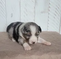 Magnolia, a female Miniature Australian Shepherd for sale in Hayfield, MN – 3 of 4