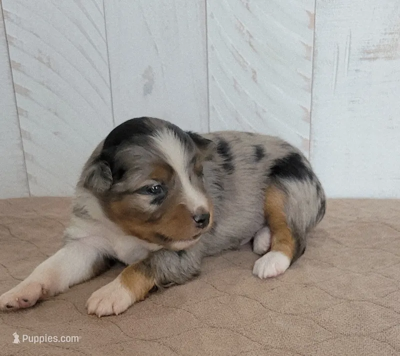 Dodger – Miniature Australian Shepherd puppy for sale in Hayfield, MN