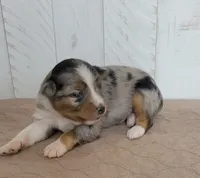 Dodger, a male Miniature Australian Shepherd for sale in Hayfield, MN – 1 of 4