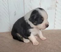 Daisy, a female Miniature Australian Shepherd for sale in Hayfield, MN – 3 of 4