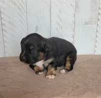 Iris, a female Miniature Australian Shepherd for sale in Hayfield, MN – 3 of 4