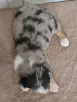 Dodger, a male Miniature Australian Shepherd for sale in Hayfield, MN – 3 of 4