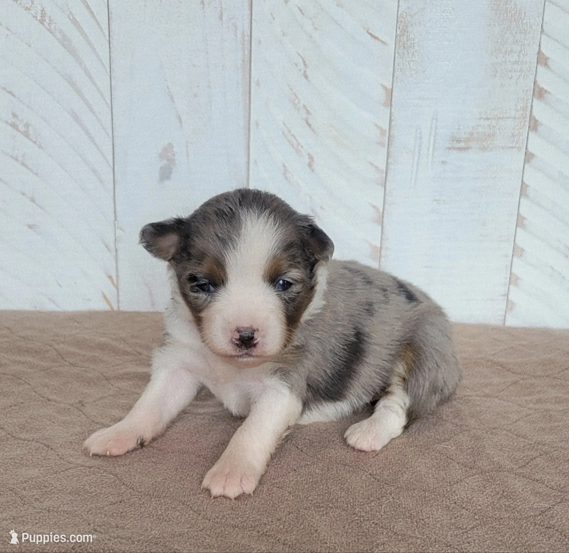 Lilly, a female Miniature Australian Shepherd for sale in Hayfield, MN – 2 of 5