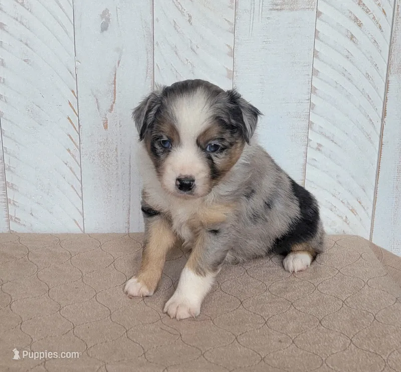 Wrigley  – Miniature Australian Shepherd puppy for sale in Hayfield, MN
