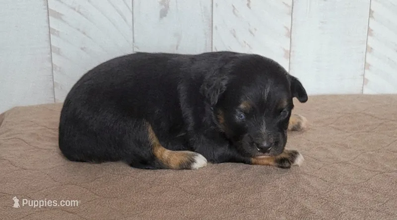 Iris – Miniature Australian Shepherd puppy for sale in Hayfield, MN