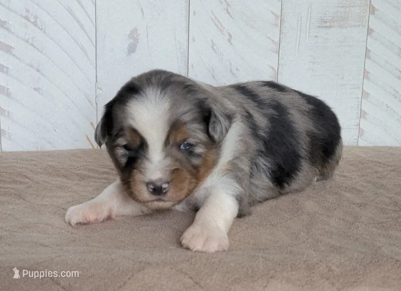 Fenway, a male Miniature Australian Shepherd for sale in Hayfield, MN – 1 of 3