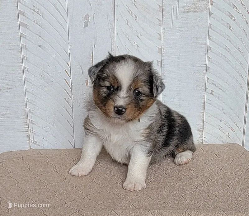 Fenway – Miniature Australian Shepherd puppy for sale in Hayfield, MN