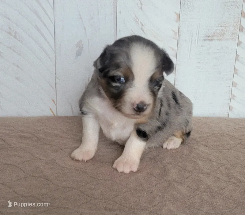 Camellia  – Miniature Australian Shepherd puppy for sale in Hayfield, MN