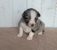 Camellia , a female Miniature Australian Shepherd for sale in Hayfield, MN – 1 of 4