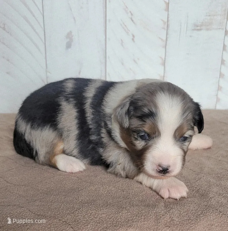 Magnolia – Miniature Australian Shepherd puppy for sale in Hayfield, MN