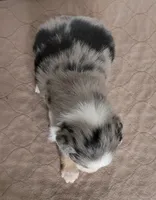 Wrigley , a male Miniature Australian Shepherd for sale in Hayfield, MN – 4 of 4