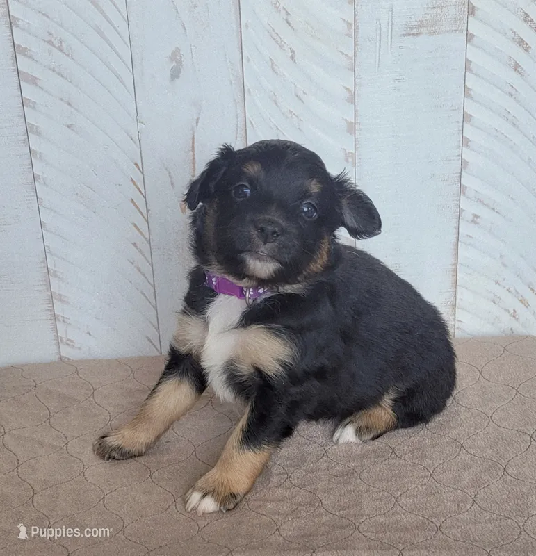 Iris – Miniature Australian Shepherd puppy for sale in Hayfield, MN
