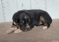 Violet , a female Miniature Australian Shepherd for sale in Hayfield, MN – 2 of 5